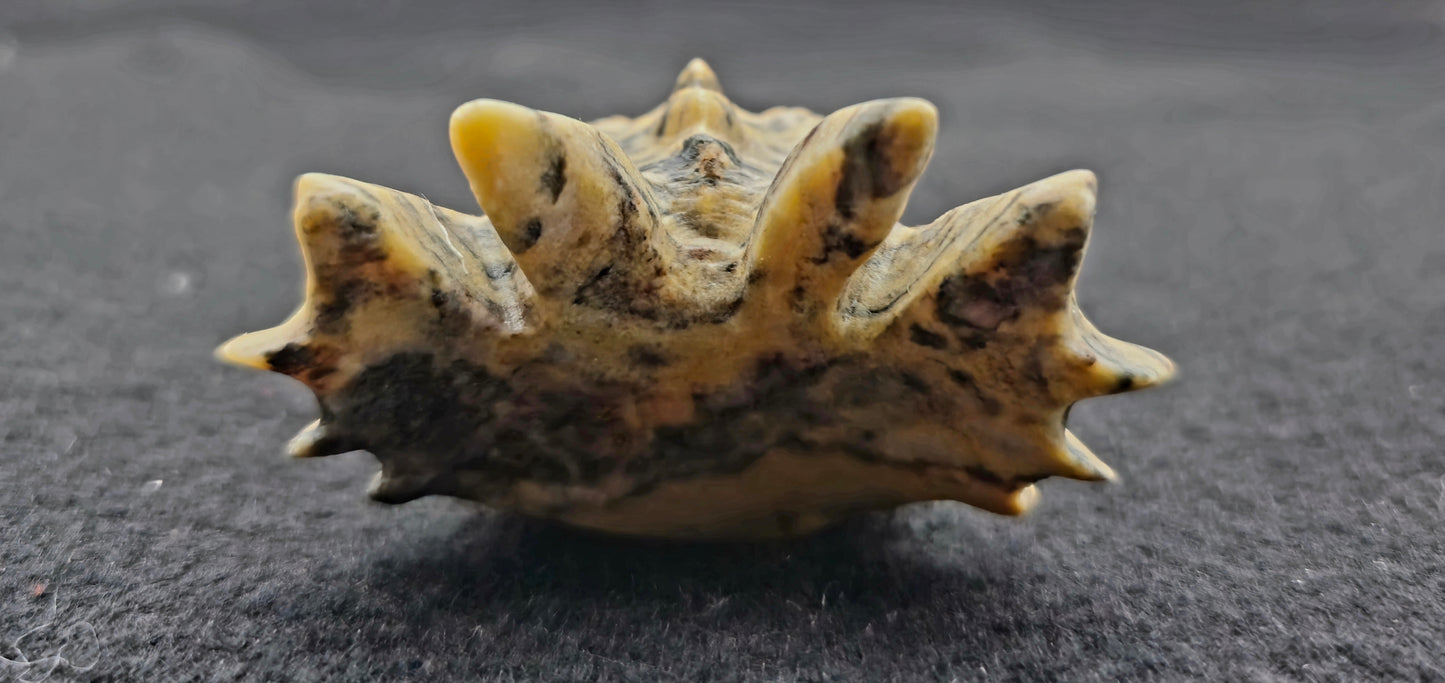Dragon Head Tiger Skin Jasper 2.5"