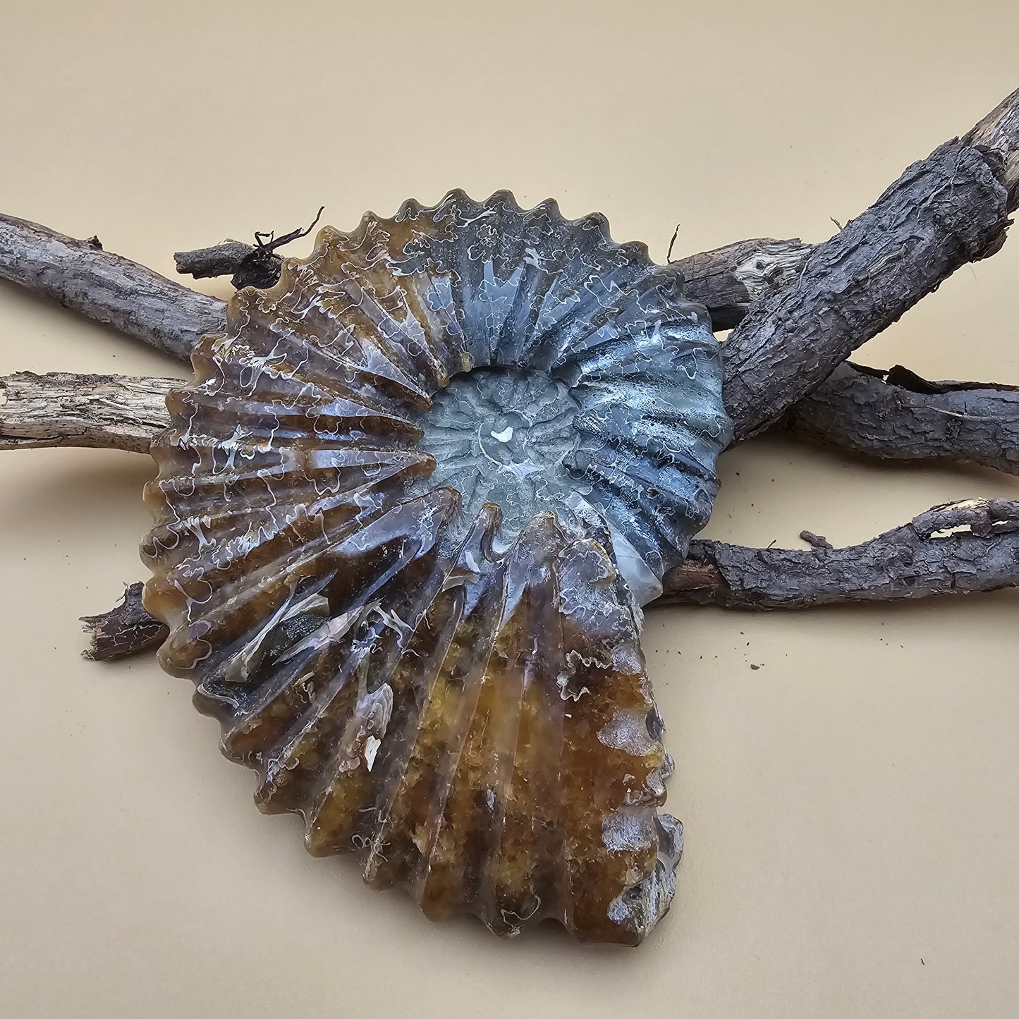 Ammonite Fossil 4.3" L x 3.5" W #2
