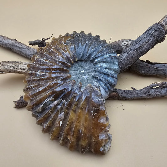 Ammonite Fossil 4.3" L x 3.5" W #2