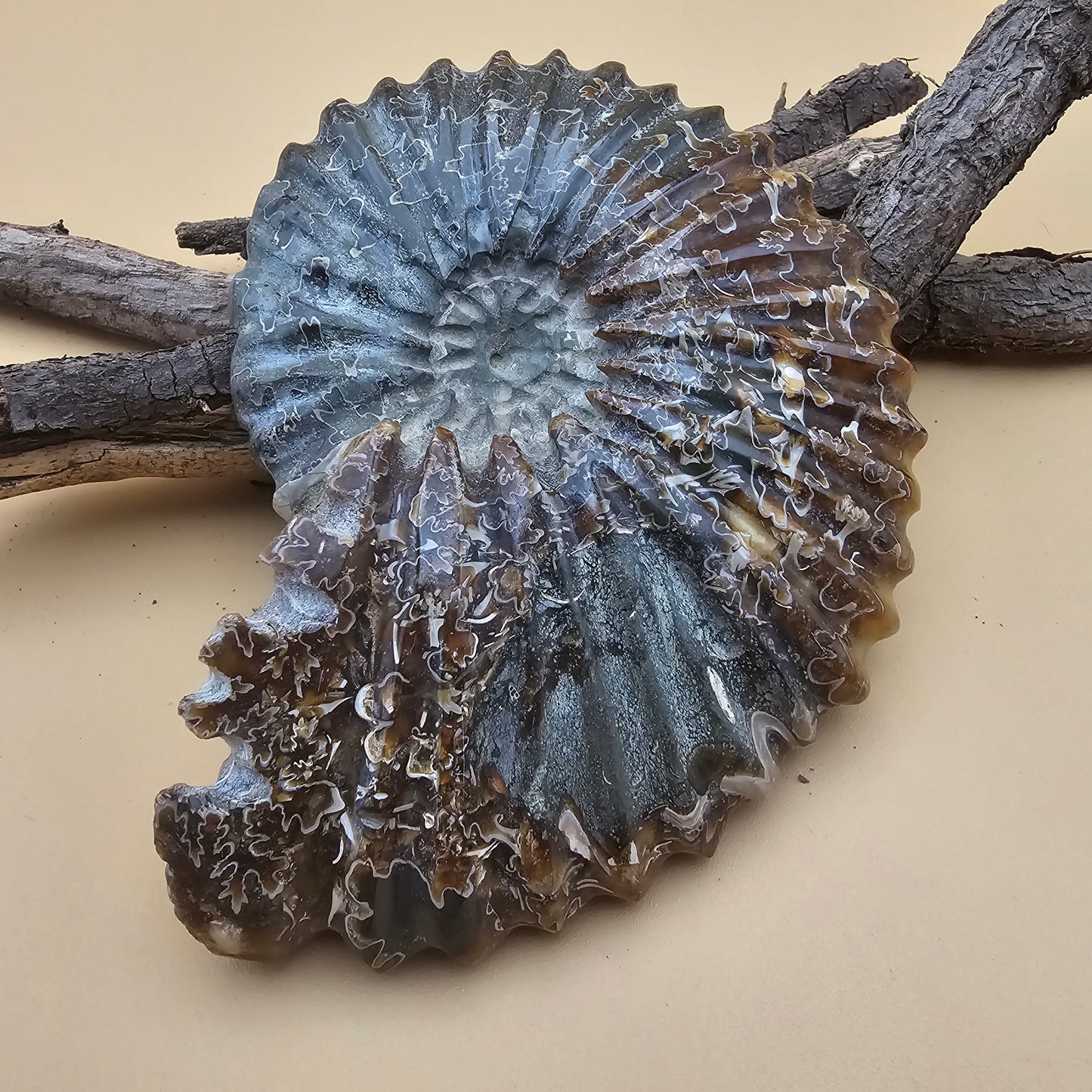 Ammonite Fossil 4.3" L x 3.5" W #2