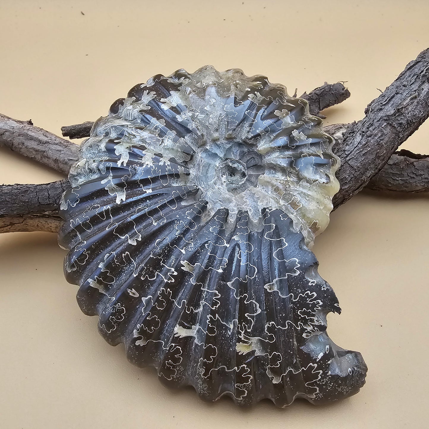Ammonite Fossil 4.6" L x 3.5" W #1