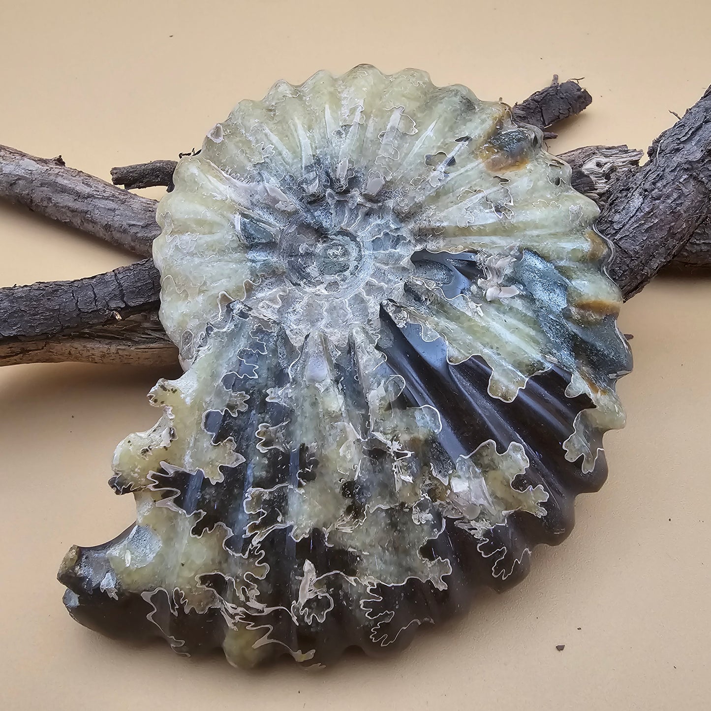 Ammonite Fossil 4.6" L x 3.5" W #1