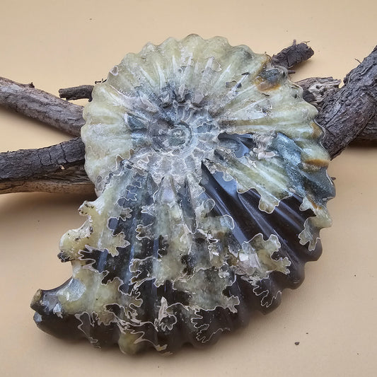 Ammonite Fossil 4.6" L x 3.5" W #1
