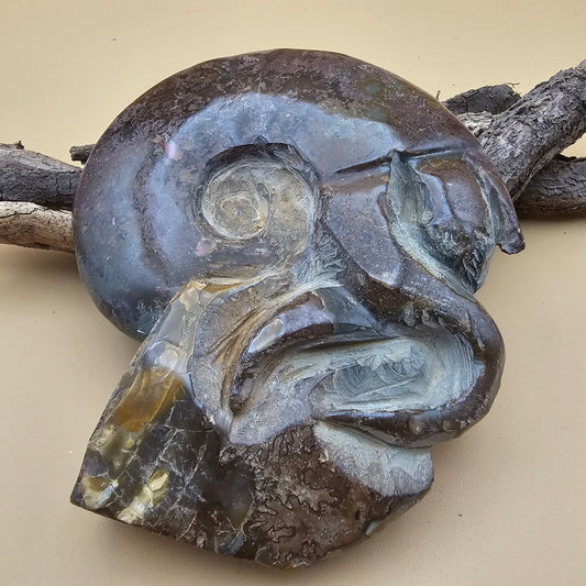 Ammonite Fossil with Tentacles 4.75" L x 4.0" W #1