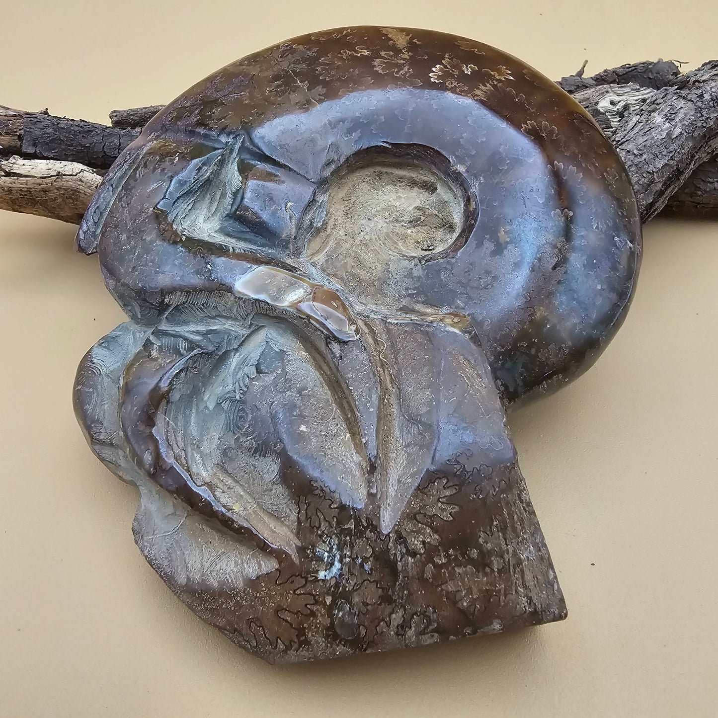 Ammonite Fossil with Tentacles 4.75" L x 4.0" W #1