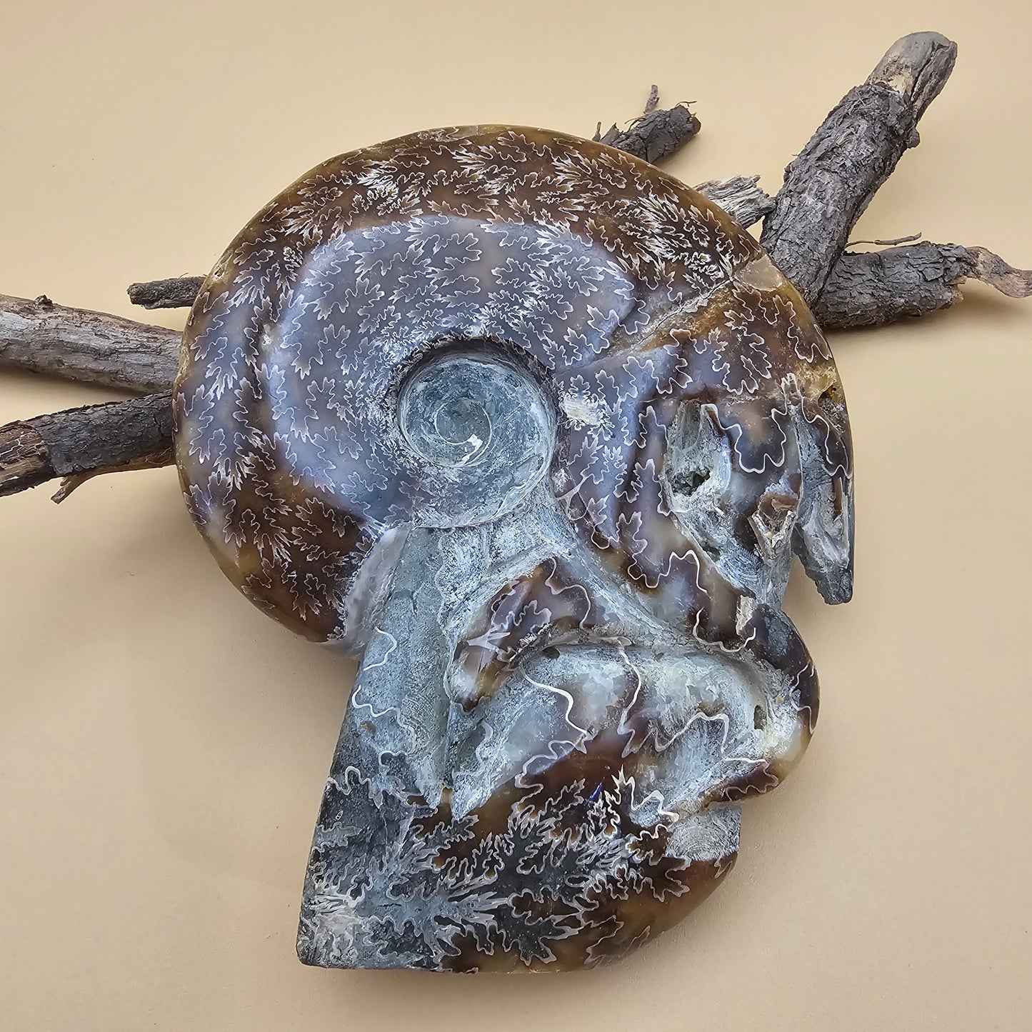 Ammonite Fossil with Tentacles 5.5" L x 4.5" W #2