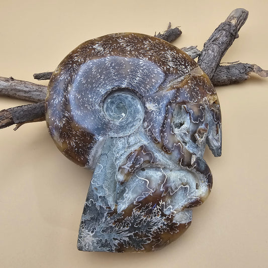Ammonite Fossil with Tentacles 5.5" L x 4.5" W #2