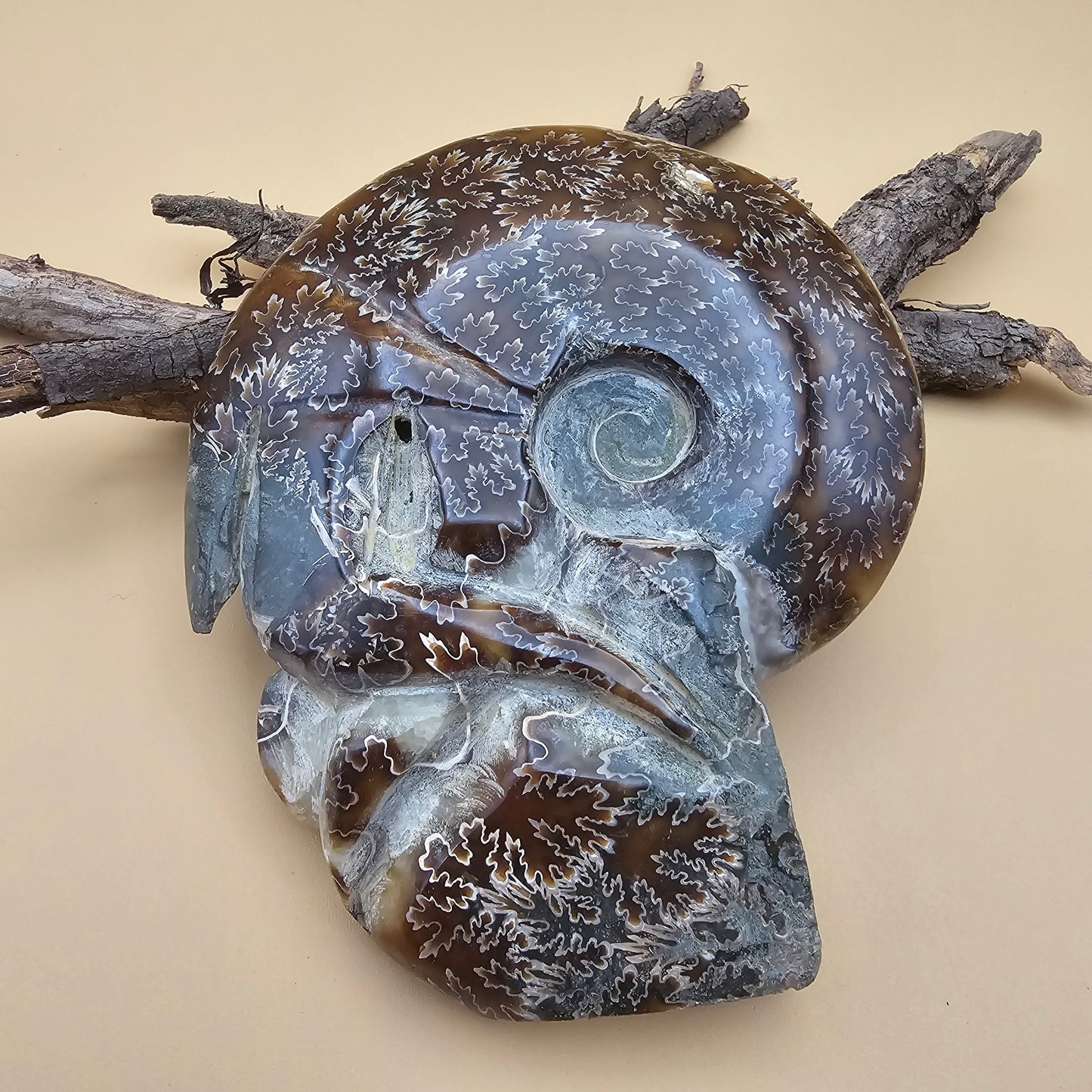 Ammonite Fossil with Tentacles 5.5" L x 4.5" W #2