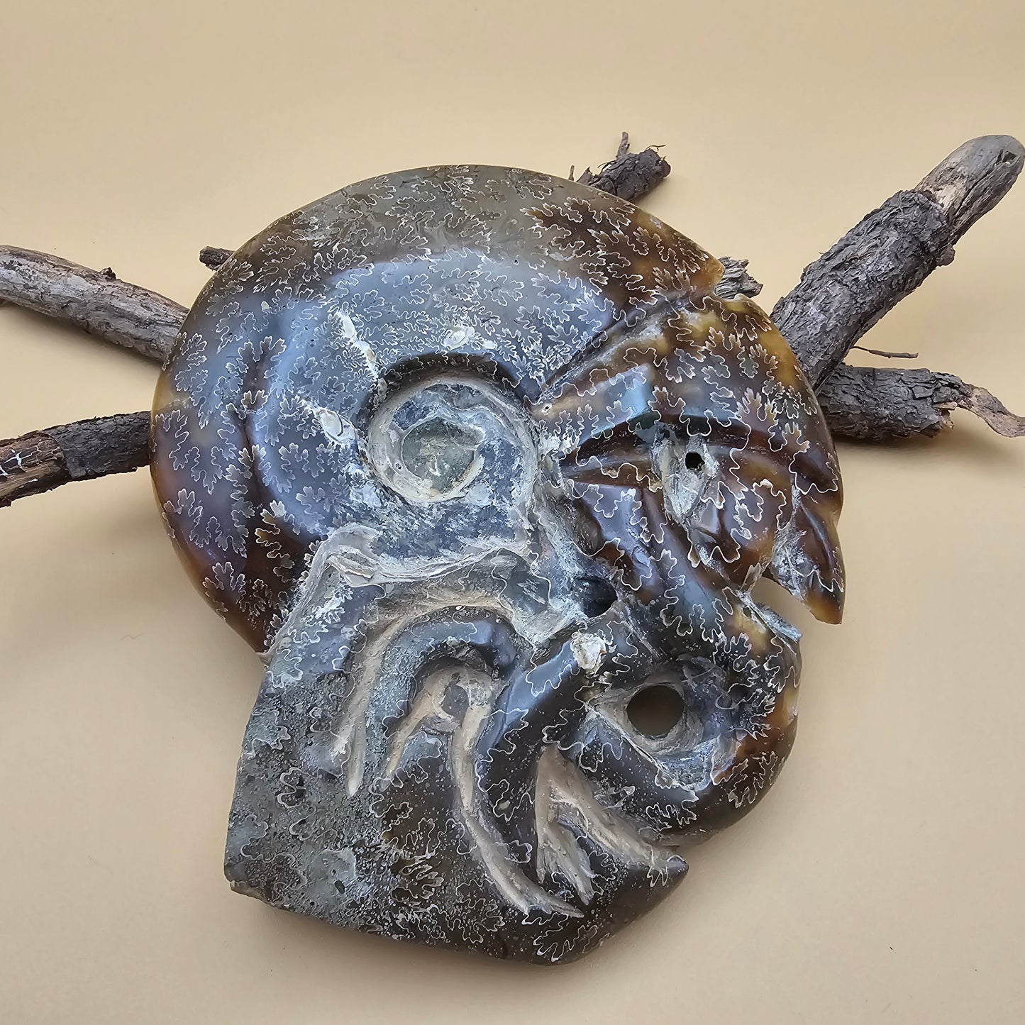 Ammonite Fossil with Tentacles 5.5" L x 5.0" W #3