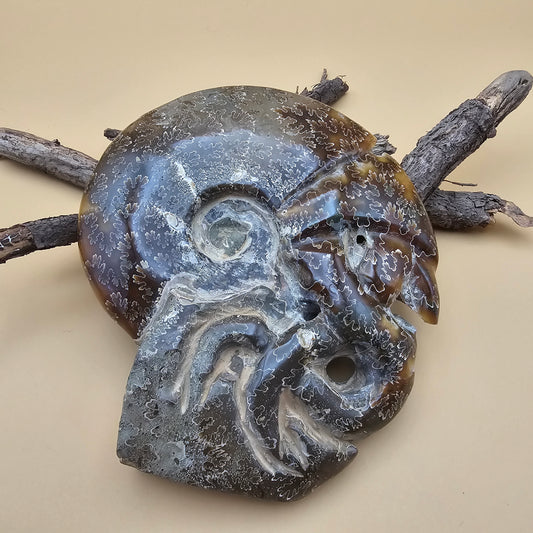 Ammonite Fossil with Tentacles 5.5" L x 5.0" W #3