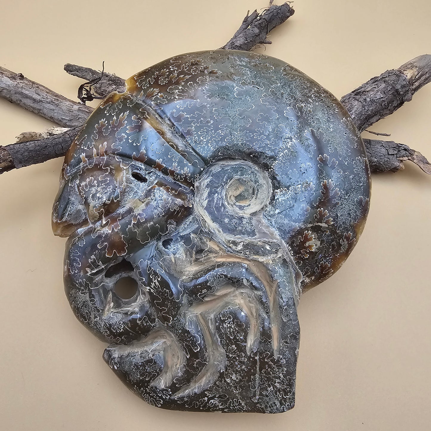Ammonite Fossil with Tentacles 5.5" L x 5.0" W #3