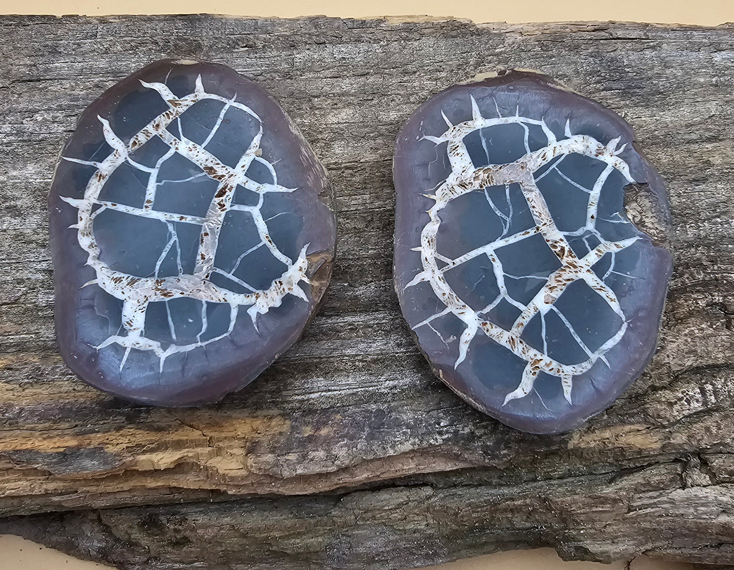 Septarian Thunder Egg Fossil