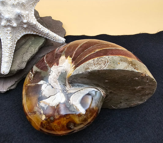 Nautilus Fossil - #1