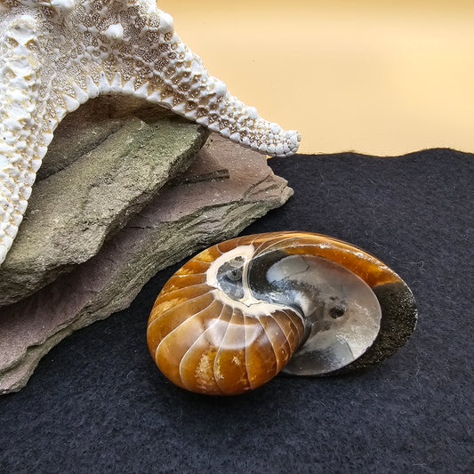 Nautilus Fossil - #4