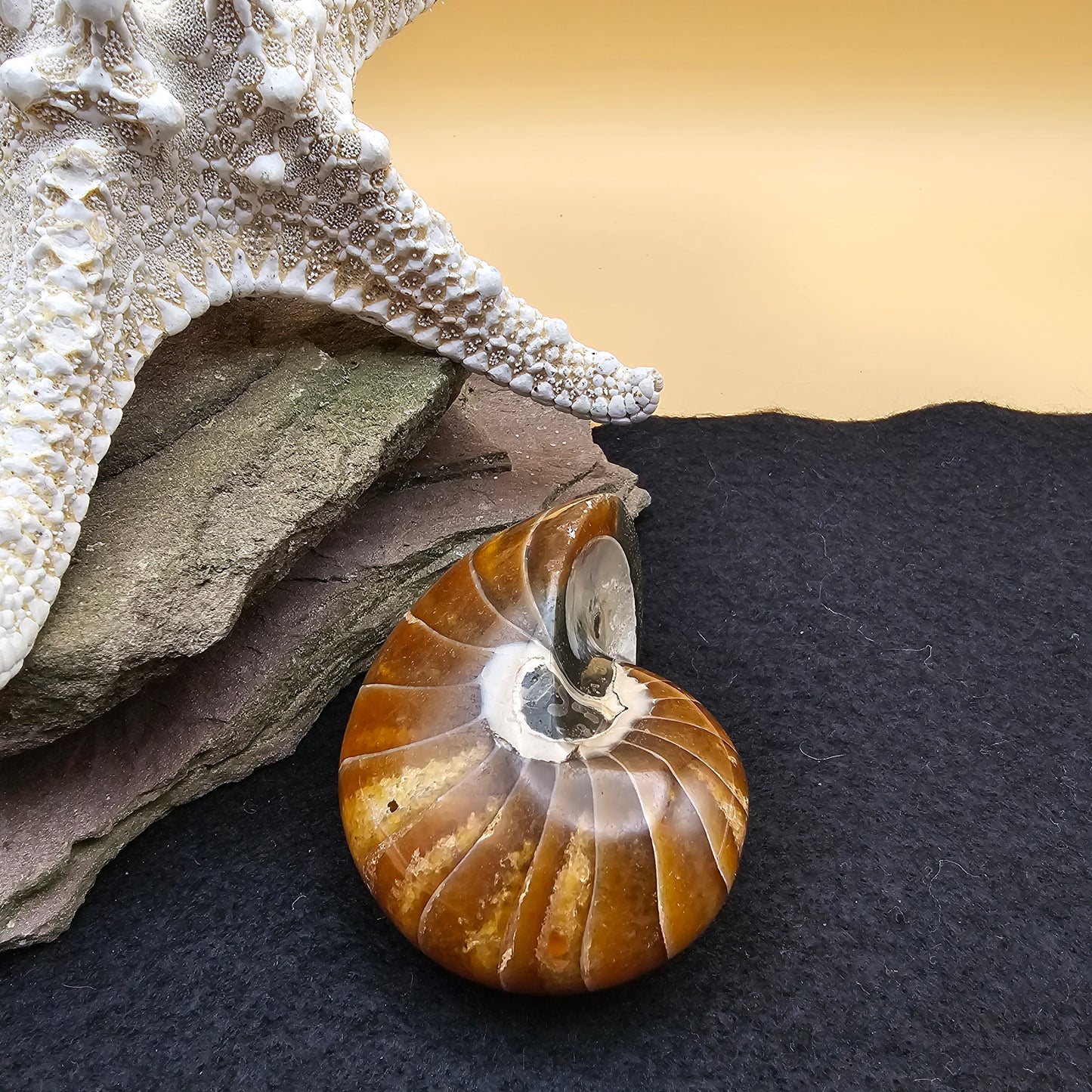 Nautilus Fossil - #4