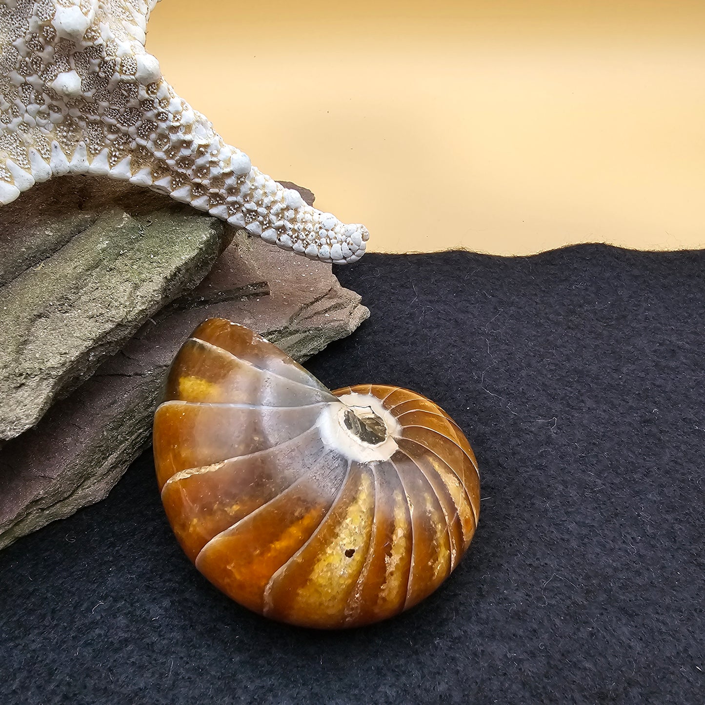 Nautilus Fossil - #4