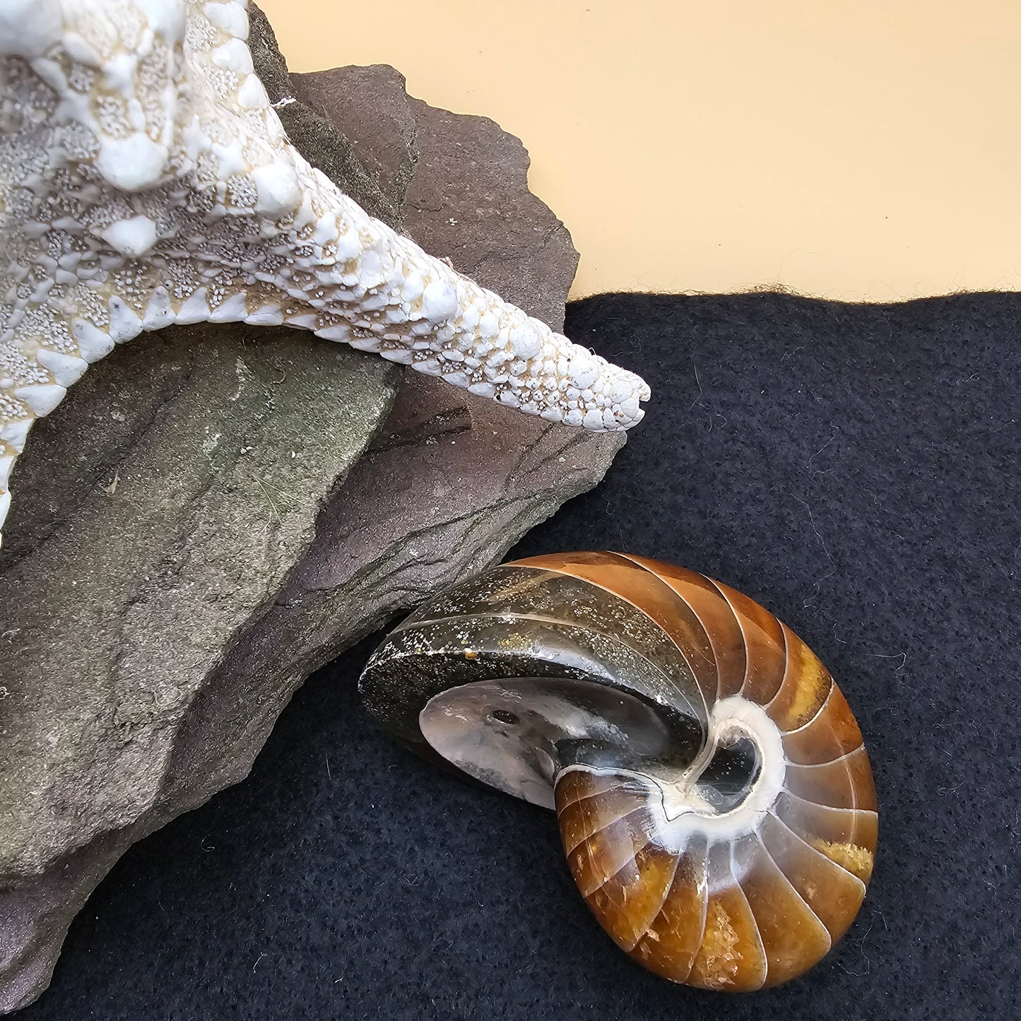 Nautilus Fossil - #4
