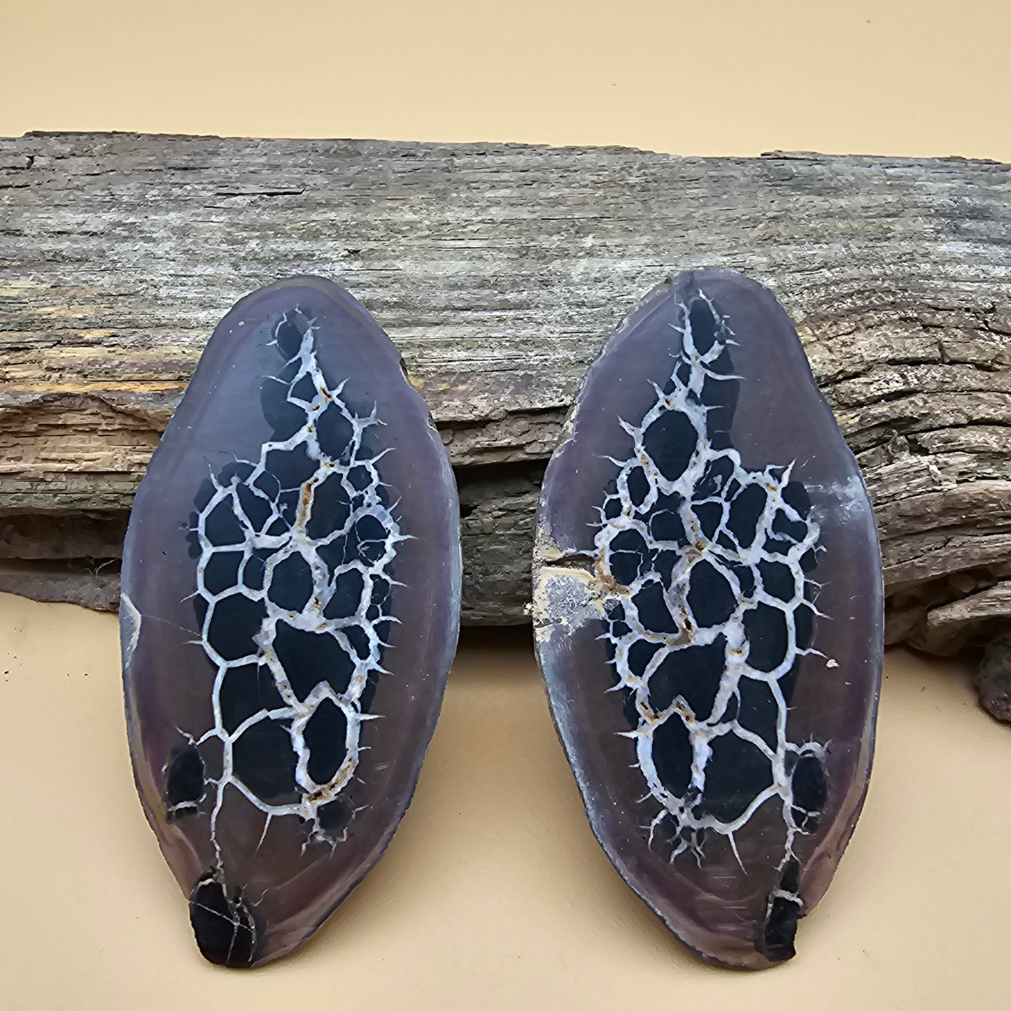 Septarian Thunder Egg Fossil 2.5"