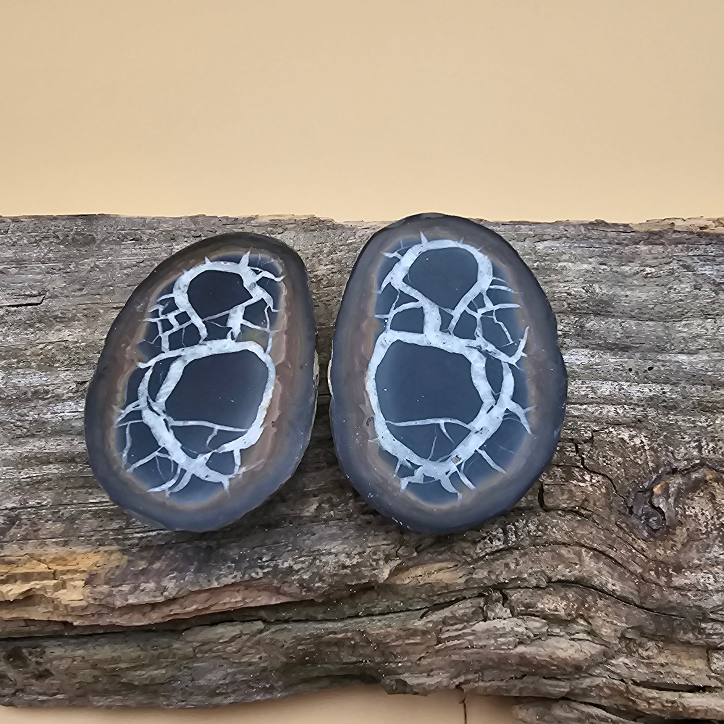Septarian Thunder Egg Fossil