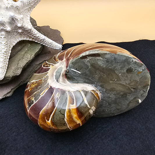 Nautilus Fossil - #2