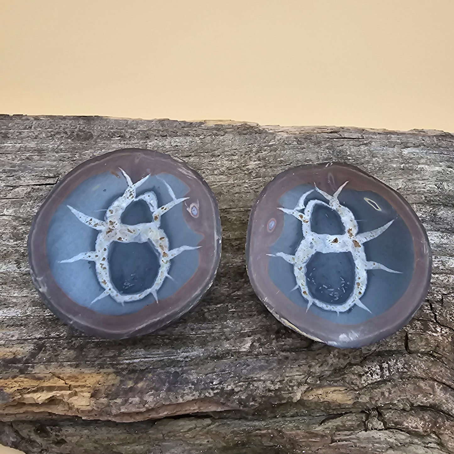 Septarian Thunder Egg Fossil