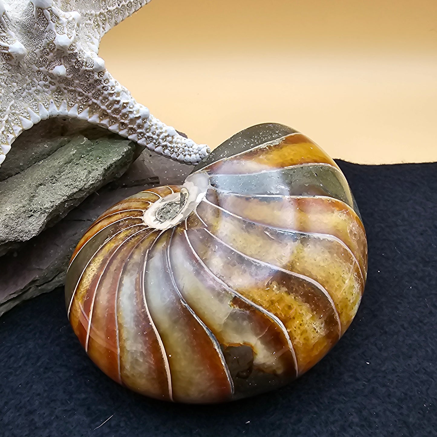 Nautilus Fossil - #3