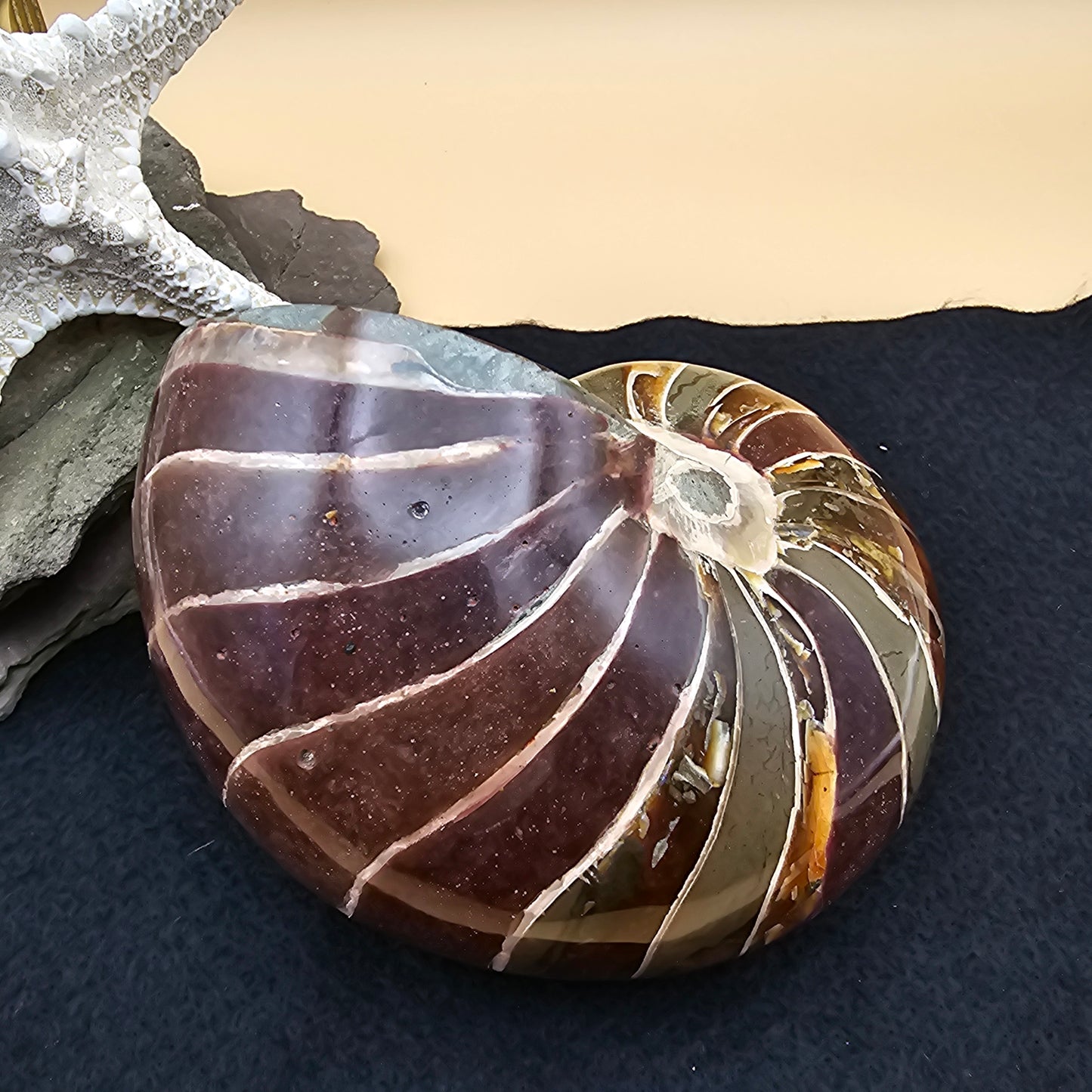 Nautilus Fossil - #2