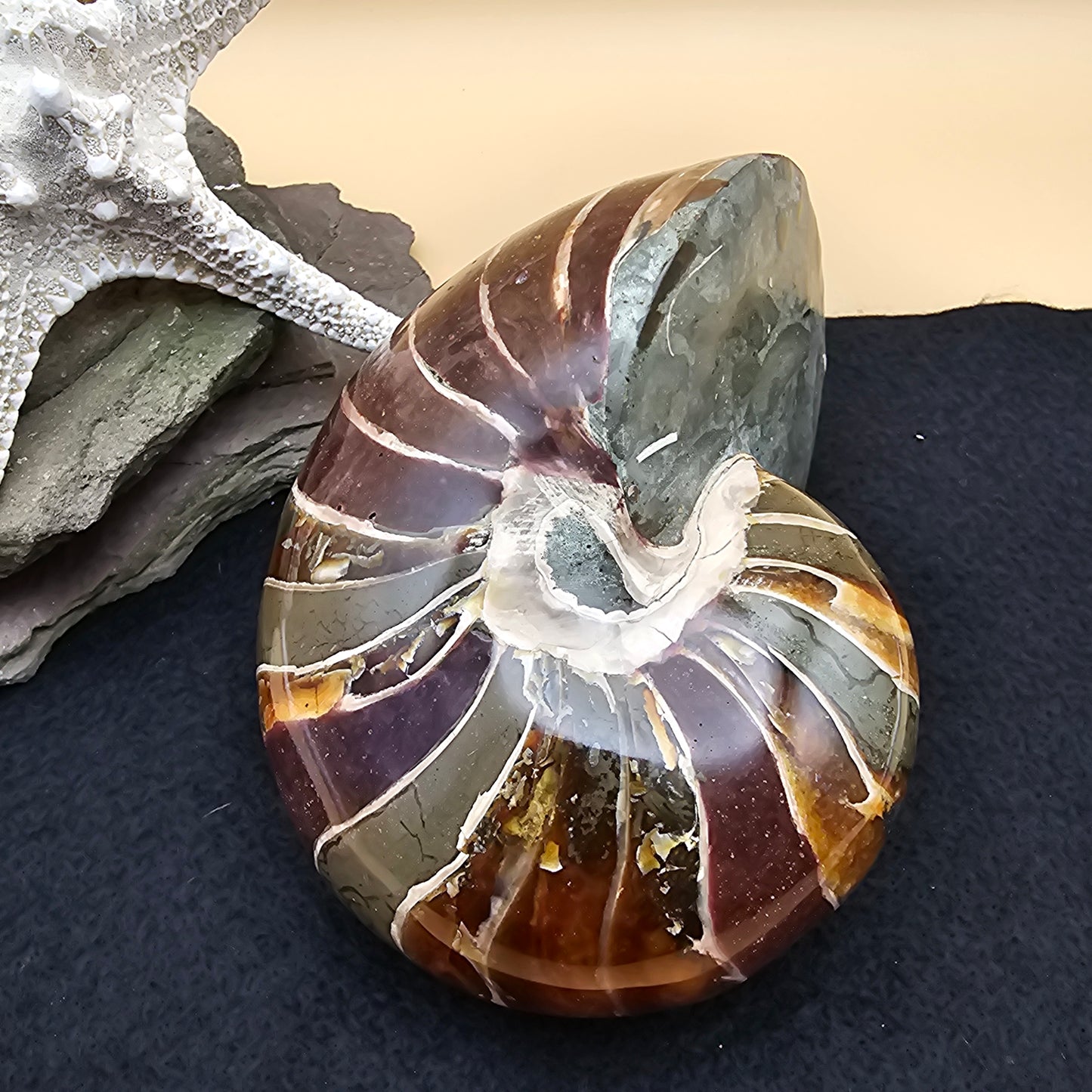 Nautilus Fossil - #2