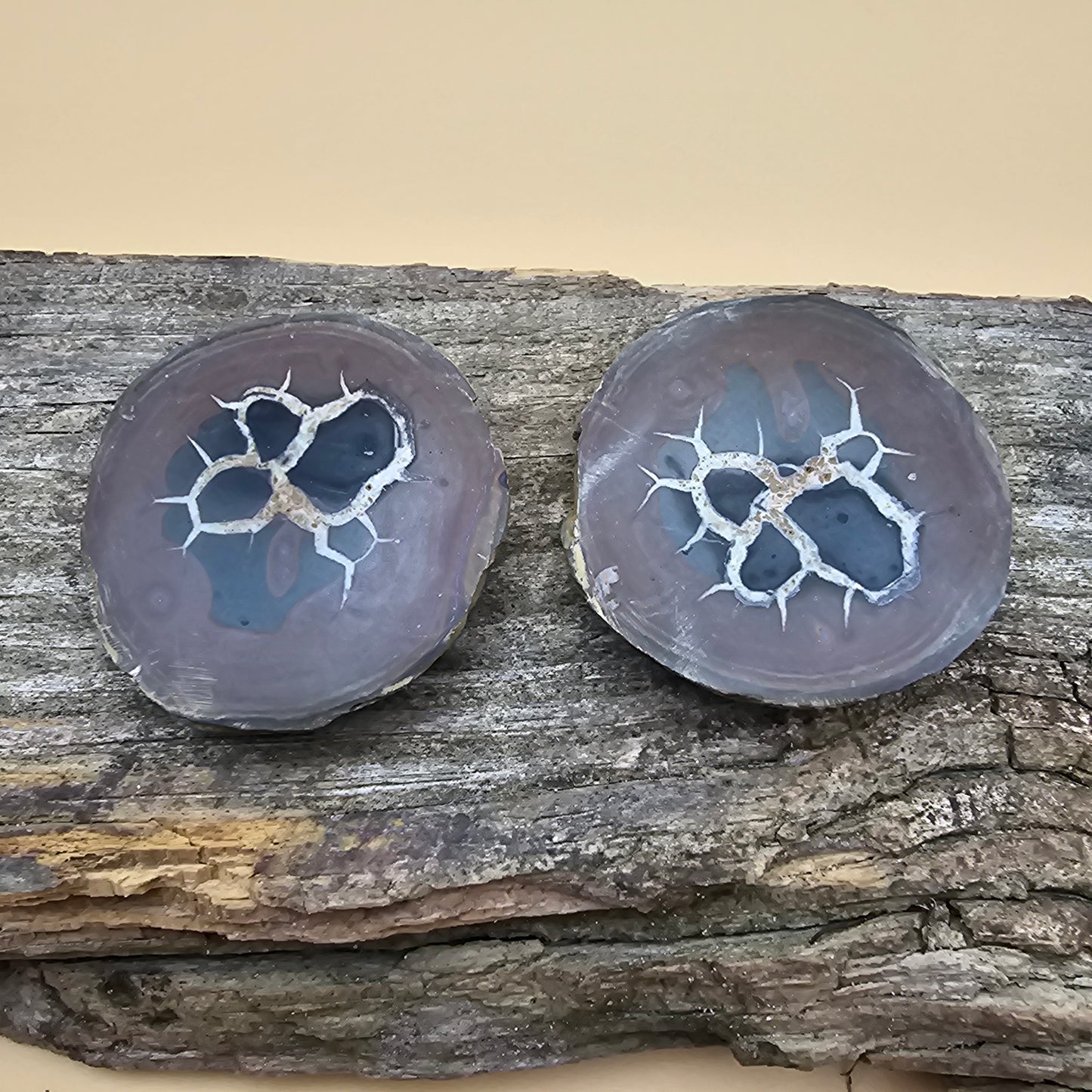 Septarian Thunder Egg Fossil