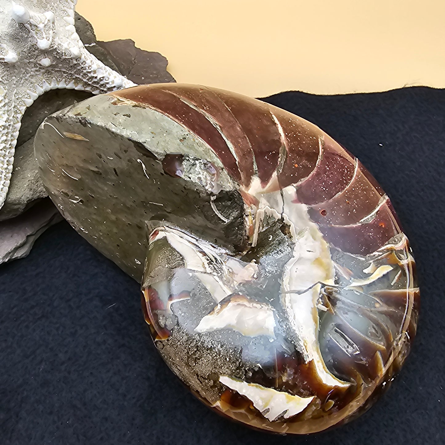 Nautilus Fossil - #1