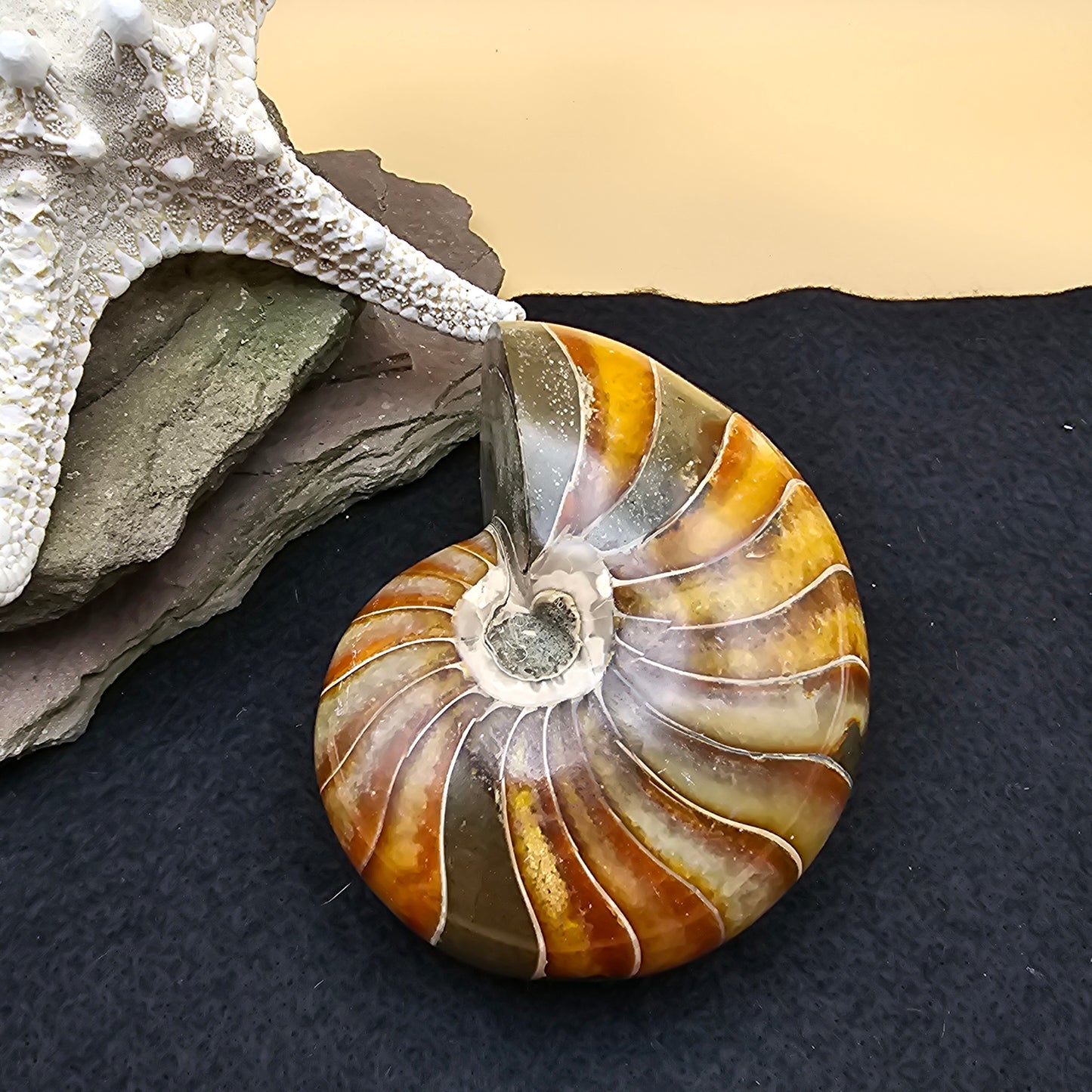 Nautilus Fossil - #3