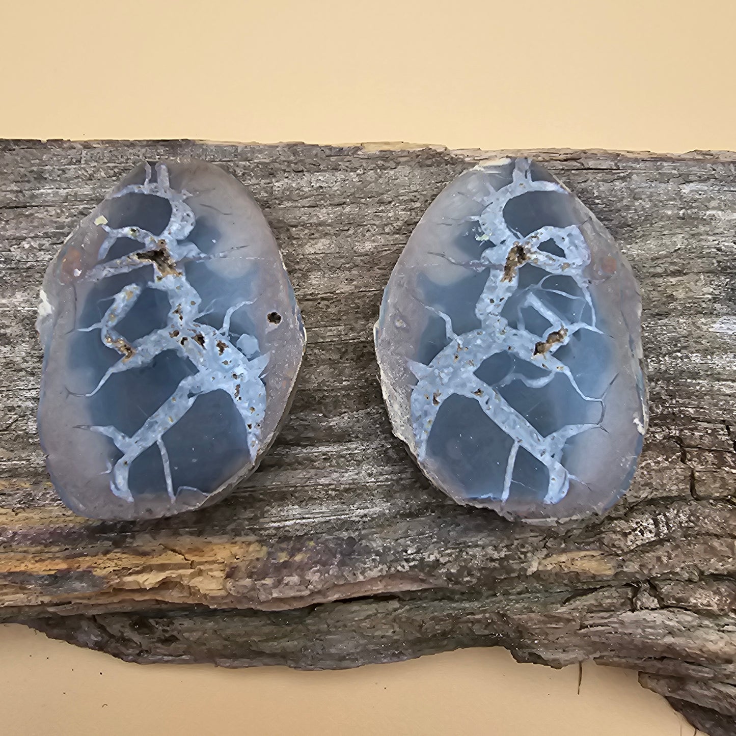 Septarian Thunder Egg Fossil