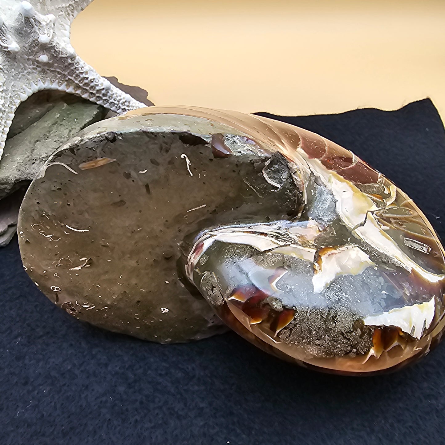 Nautilus Fossil - #1