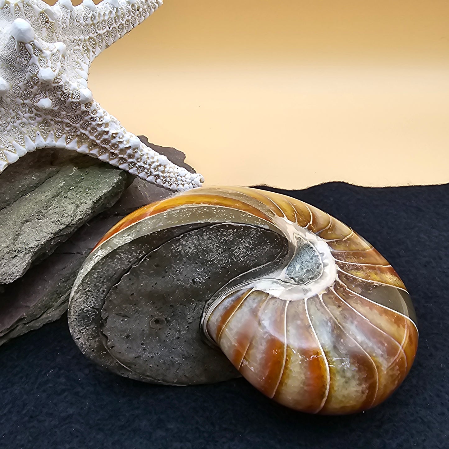 Nautilus Fossil - #3