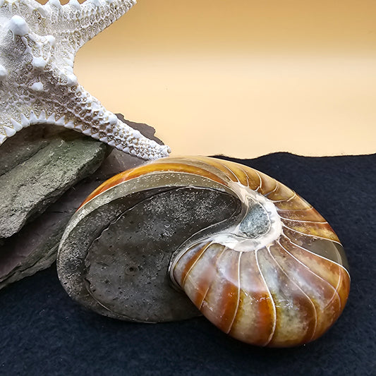 Nautilus Fossil - #3