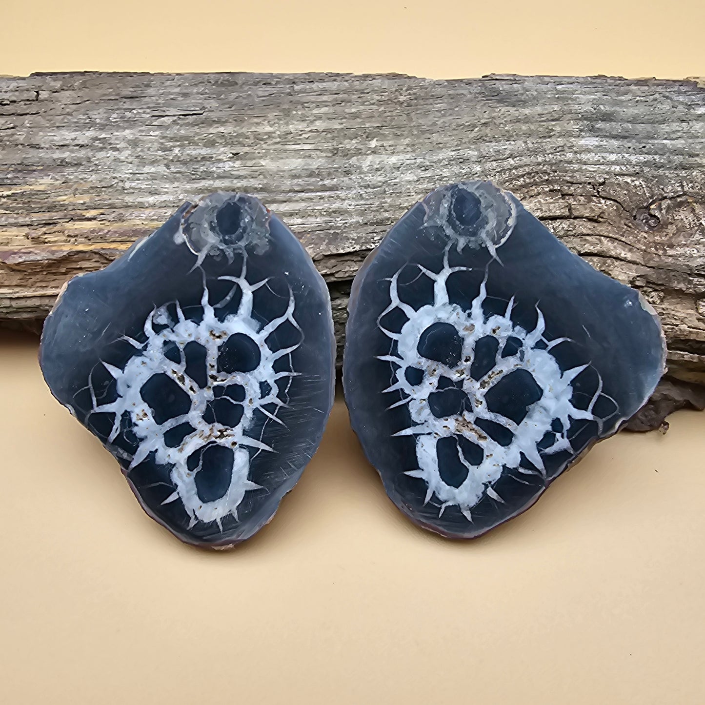 Septarian Thunder Egg Fossil 2.5"