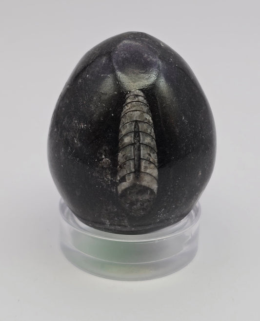 Orthocerus Fossil Egg -#1